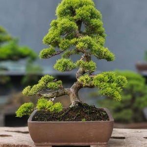 Può includere: Un bonsai con fogliame verde lime vibrante e un tronco strutturato color marrone chiaro. L'albero è piantato in un vaso rettangolare in ceramica marrone opaco riempito di terra scura. I rami sono stratificati, creando una chioma a livelli.
