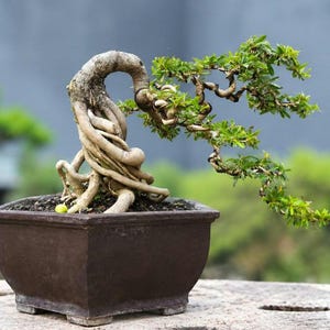 May include: A bonsai tree with a thick, twisted, light brown trunk and exposed roots planted in a square, dark brown ceramic pot. The tree features thin, winding branches extending to the right, covered in small, vibrant green leaves.