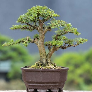 May include: A small bonsai tree with a thick, textured brown trunk and multiple branches featuring small, vibrant green leaves. The tree is planted in a dark brown, hexagonal ceramic pot with a wide rim and a sturdy base with small feet.