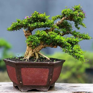 LIVE Tree Vietnamese Bluebell/ Desmodium/ Trifidacanthus Micro Bonsai Tree {005} Tropical Plant, Nebari Root Style ( SMALL )