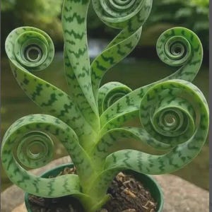 Snake Plant Sansevieria Zeylanica Live Plant in Pot | Indoor Air Purifier Houseplant