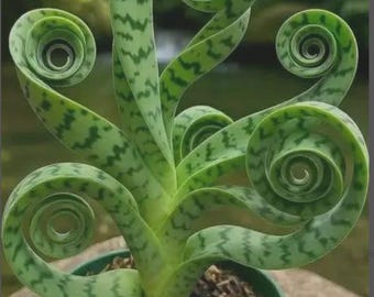 Snake Plant Sansevieria Zeylanica Live Plant in Pot | Indoor Air Purifier Houseplant