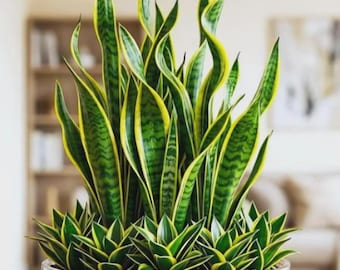 Golden Snake Plant Live Sansevieria Laurentii | Indoor Air Purifying Houseplant in Glass Pot