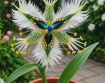 White Egret Orchid Live Plant | Rare Exotic Heron Flower | Indoor Outdoor Garden Decor