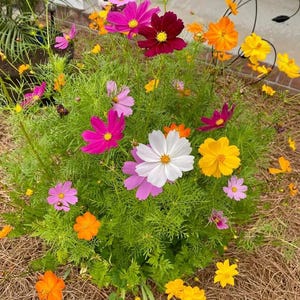 Può includere: Un vibrante gruppo di fiori cosmos caratterizzato da una variegata tavolozza di colori, tra cui magenta intenso, rosa brillante, giallo sole, arancione e bianco. I fiori sono sostenuti da un fogliame verde sottile e piumato, creando un denso insieme.