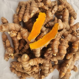 Rhizome frais de curcuma (Curcuma longa) pour la plantation ou la cuisine