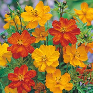 50 Cosmos Bright Lights Blomfrön, Färgglada Ettåriga Trädgårdsblommor för Krukor och Rabatter