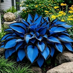 May include: A vibrant hosta plant featuring large, heart-shaped leaves with a deep blue centre and a dark, contrasting black border. The foliage is arranged in a dense, symmetrical rosette pattern, creating a striking visual display in a garden.