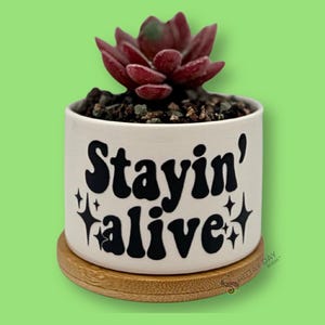 May include: A white cylindrical ceramic planter with a bamboo saucer base, featuring the black text Stayin' alive and small star icons. A dark red succulent plant is potted in dark soil inside the planter, which sits against a light green background.