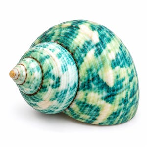 May include: A spiral seashell featuring a mottled pattern of vibrant teal and white. The shell has a smooth, polished surface with a conical shape that tapers to a small, light tan point at the apex, showcasing natural color variations.