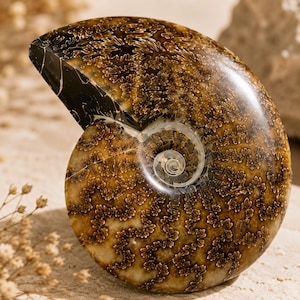 May include: A polished ammonite fossil featuring a spiral shell with intricate, dark brown and tan suture patterns. The surface is smooth and glossy, showcasing the natural, complex, zig-zagging chambers that radiate from the center point.