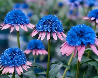 Semi di echinacea – Fiori perenni da giardino che attraggono gli impollinatori