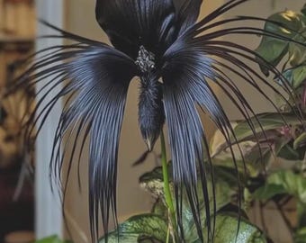 Orchidea pipistrello nera viva - Tacca Chantrieri Rara pianta tropicale esotica da collezione per interni