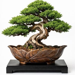 Peut inclure: Un bonsaï genévrier avec un tronc torsadé et patiné, doté d'un feuillage vert dense et vif. L'arbre est planté dans un pot en céramique marron en forme de feuille à la surface texturée, posé sur un socle de présentation rectangulaire noir.
