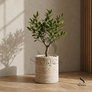 May include: A small green tree with slender branches and oval leaves planted in a cylindrical beige travertine stone planter. The top of the planter is filled with small white pebbles. The text Stones Malls is visible on the planter.