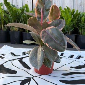 6 em Ficus Ruby