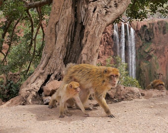 Barbary Macaques in Morocco, Artistic Photo, High Quality Digital Print, 10"x8"