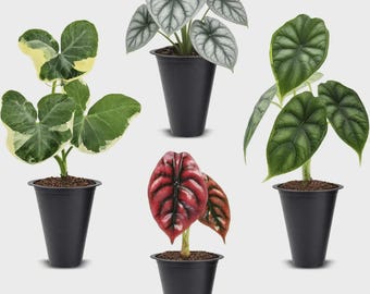 4 Live Alocasia Starter Plants | Cuprea, Silver Dragon, Mickey Mouse & Dragon Scale