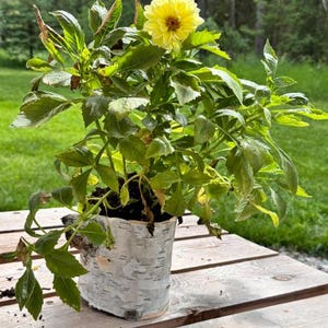 Birch Bark Pot for Indoor Plant