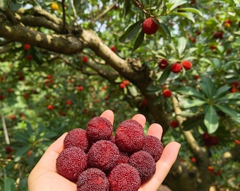 Grafted Dongkui Bayberry Bare Root Tree, Giant Sweet Red Yangmei Sapling