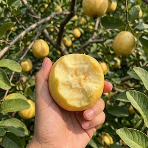 May include: A round, yellow guava fruit with a large bite taken out of the side, revealing a pale, textured interior flesh. The fruit has a smooth, slightly speckled skin and is held against a background of green leaves and other hanging fruit.