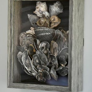May include: A rectangular shadow box frame with a weathered gray wood finish containing a collection of various seashells and oyster shells arranged in a cluster against a dark background. The shells display natural shades of gray, brown, and white.
