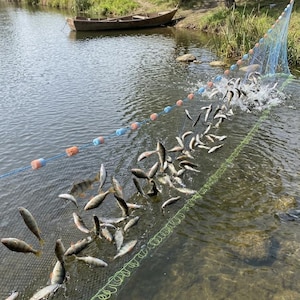 Könnte beinhalten: Ein langes, dünnes Fischernetz, das quer durch einen Fluss gespannt ist und zahlreiche kleine, silbrig schuppige Fische in den Maschen gefangen hält. Das Netz hat eine Reihe orangefarbener und blauer zylindrischer Schwimmer am oberen Rand.