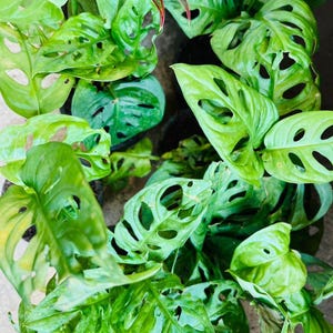 Swiss Cheese Vine: Tropical Indoor Plant (Trailing, Easy Care)