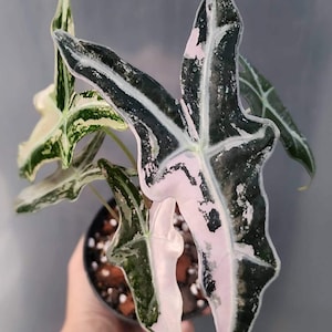 Alocasia nobilis pink variegated - Etsy 日本