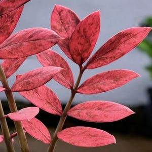 Zz raven black pink variegated - Etsy 日本