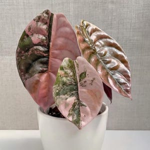 Alocasia cuprea - Etsy 日本