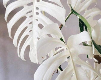 Rare Monstera Albo Cutting - White Variegated Leaf Indoor Plant