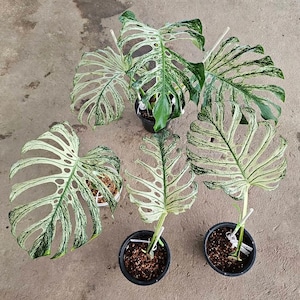 Monstera devil monster - Etsy 日本