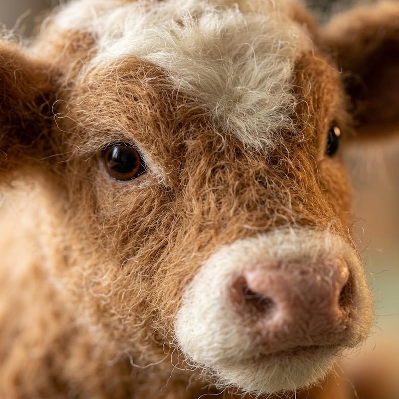 May include: A needle felted calf figurine with textured brown and white wool fibers. The sculpture features a realistic face with dark, glossy eyes, a light-colored muzzle, and a patch of white fur on the forehead, capturing the likeness of a young cow.