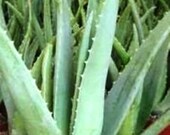 1 Large Rooted Aloe Vera Medicine Plant with quot FREE quot Shipping Please read all if you live in a cold climate