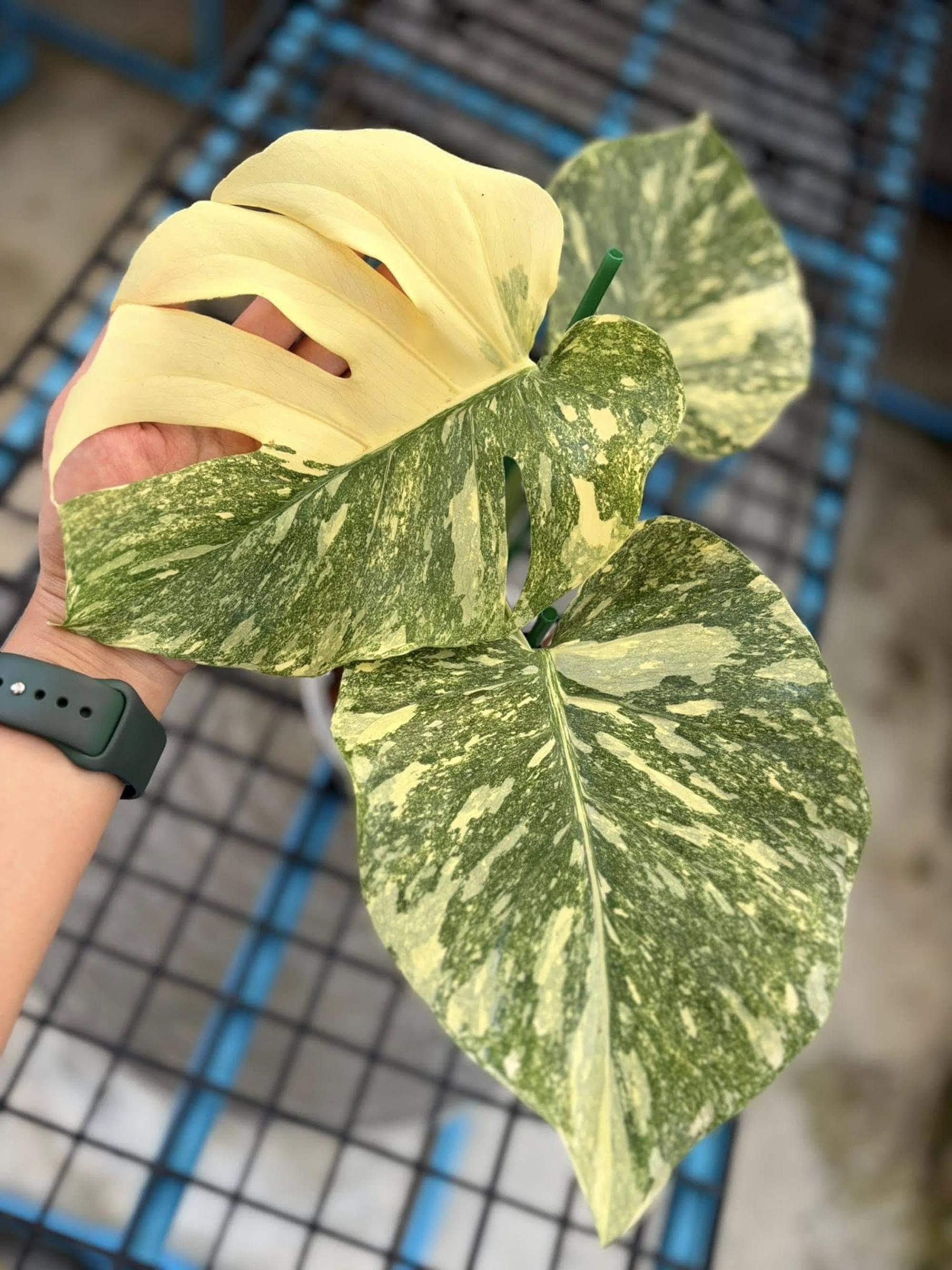 Monstera mint - Etsy 日本