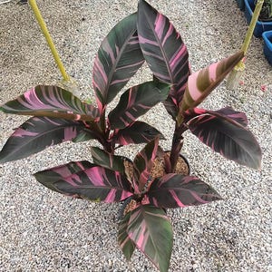 Musa nono pink variegated banana - Etsy 日本