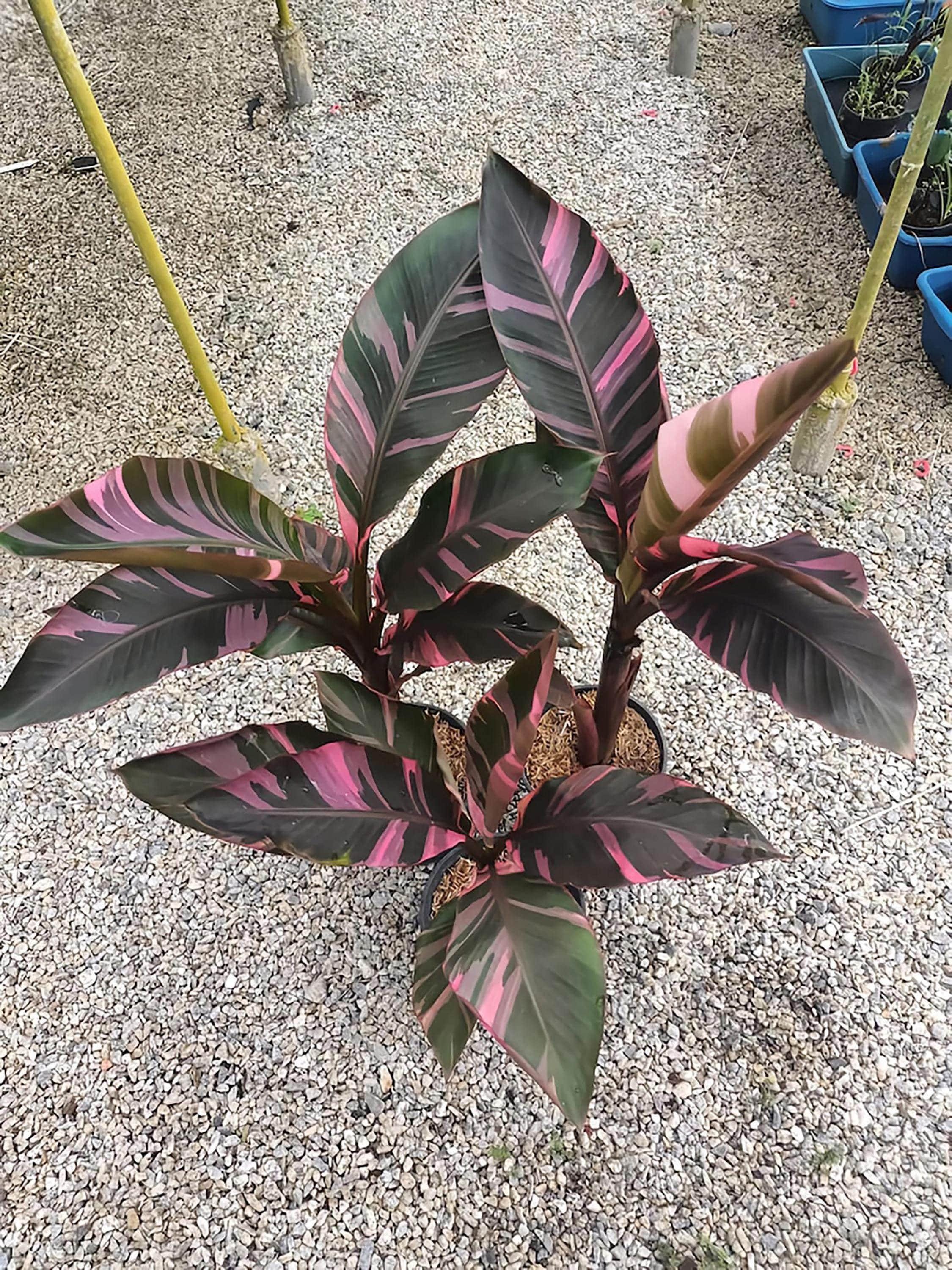 Musa Nonoピンク斑入りバナナ 選択可能】ムサ 'ノノ ピンク斑入り