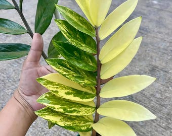 Planta ZZ variegada: hojas jaspeadas de color blanco cremoso, enraizada.