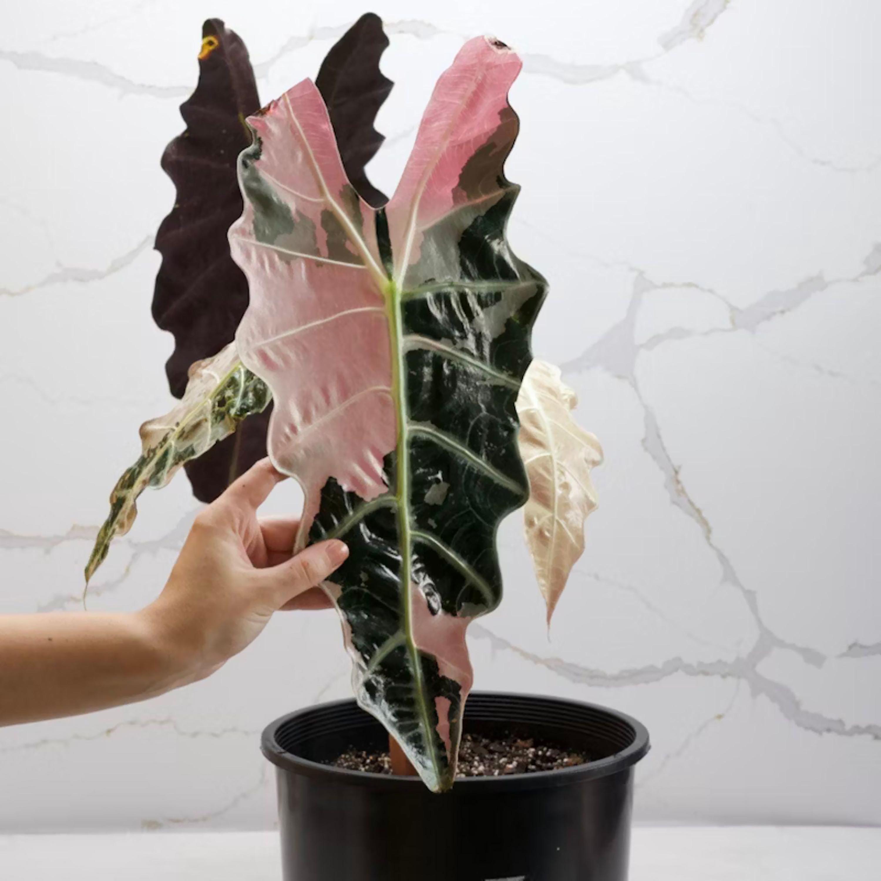 Variegated alocasia sanderiana - Etsy 日本