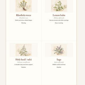 Puede incluir: Una hoja de tarjetas de hierbas imprimibles titulada Printable Herb Cards - Front Side 1, que presenta cuatro ilustraciones de hierbas: Rhodiola rosea, Lemon balm, Holy basil / tulsi y Sage, con nombres bot&aacute;nicos y texto descriptivo debajo.