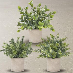 May include: Three potted plants in cylindrical beige containers. The top plant has broad, rounded green leaves. The bottom left plant features dense, needle-like foliage. The bottom right plant has small, round, light green leaves.