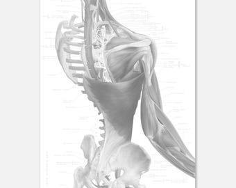 Anatomy Art Poster with Caption - High Quality Print