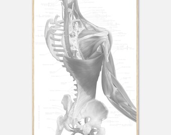 Framed Anatomy Art Poster with Caption - High Quality Print