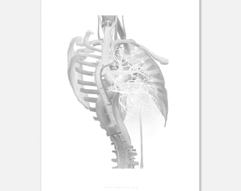 ART PRINT - Anatomy Art Poster