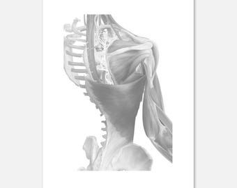 Anatomy Art Poster in Caliko - High Quality Print