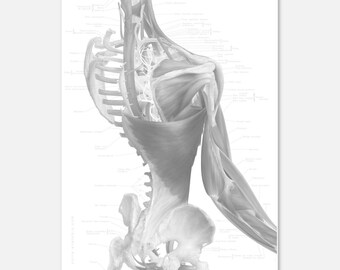 Anatomy Art Poster with Caliko Caption - High Quality Print