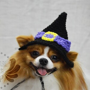 May include: A small, brown and white dog wearing a black witch hat with a purple and yellow band. The hat has a pointed tip and a wide brim.