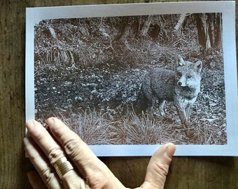 Serigrafia a mano  - Handmade Screenprinted - limited edition - Frame dei nostri Fototrappolaggi - Frames from our trail cameras - Stay Wild