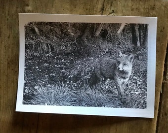 Serigrafia a mano  - Handmade Screenprinted - limited edition - Frame dei nostri Fototrappolaggi - Frames from our trail cameras - Stay Wild